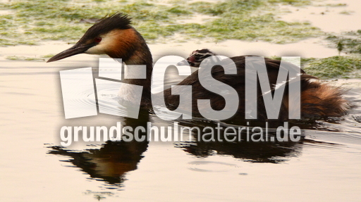 Haubentaucher (1).JPG